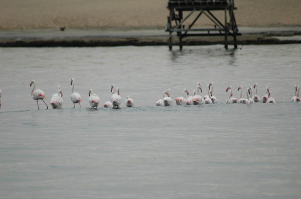 03 Kuiseb-Swakopmund-22