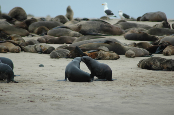 03 Kuiseb-Swakopmund-23