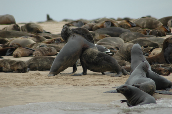 03 Kuiseb-Swakopmund-24