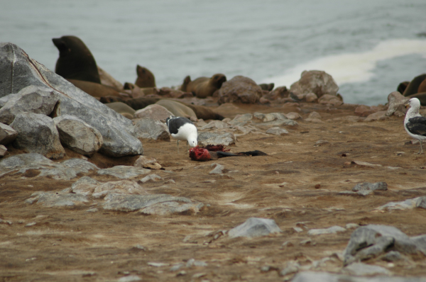 04 Cape Cross-Skeleton Coast-01