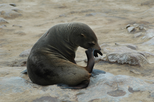 04 Cape Cross-Skeleton Coast-02