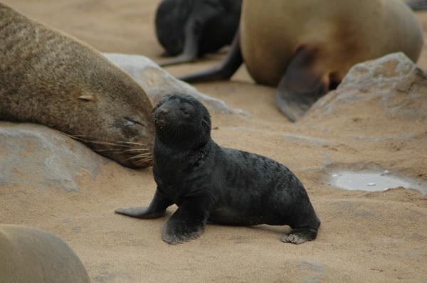 04 Cape Cross-Skeleton Coast-03