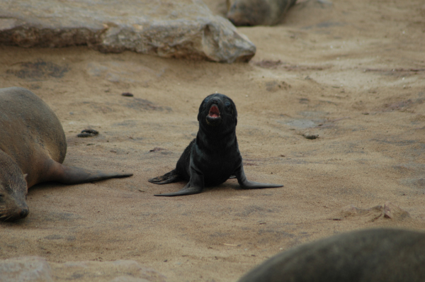 04 Cape Cross-Skeleton Coast-04