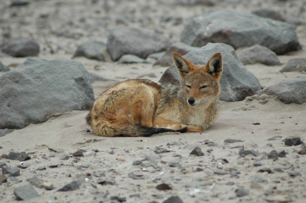 04 Cape Cross-Skeleton Coast-05