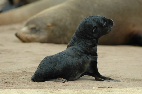 04 Cape Cross-Skeleton Coast-06