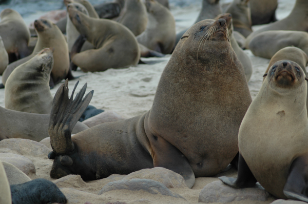 04 Cape Cross-Skeleton Coast-07