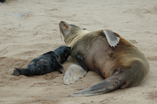 04 Cape Cross-Skeleton Coast-08