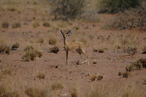 05 Damaraland-30