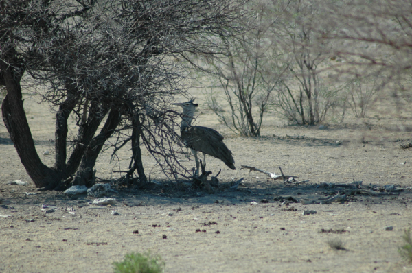 06 Etosha National Park-001