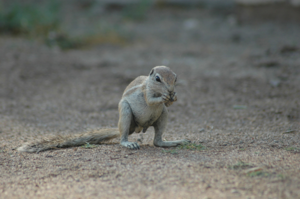 06 Etosha National Park-002
