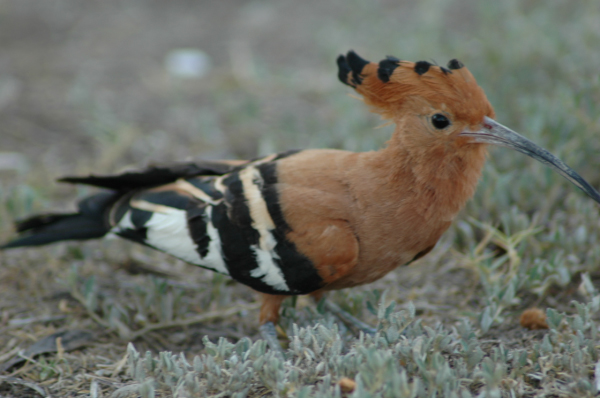 06 Etosha National Park-003