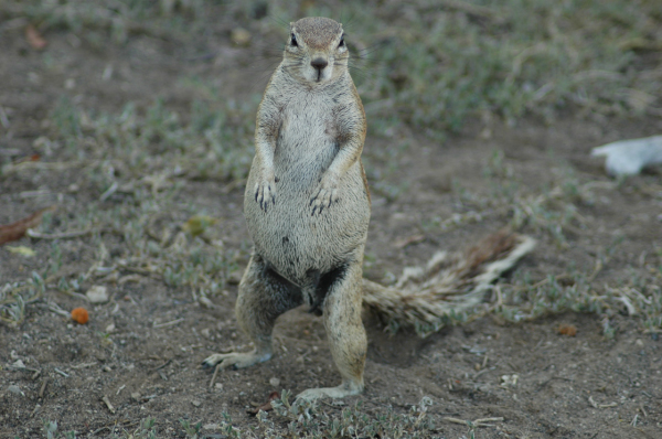 06 Etosha National Park-004