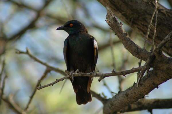 06 Etosha National Park-005