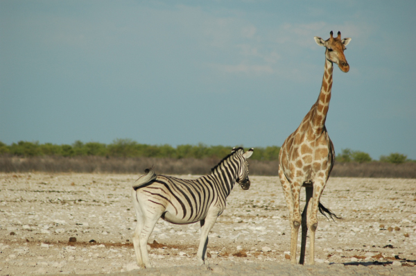 06 Etosha National Park-007