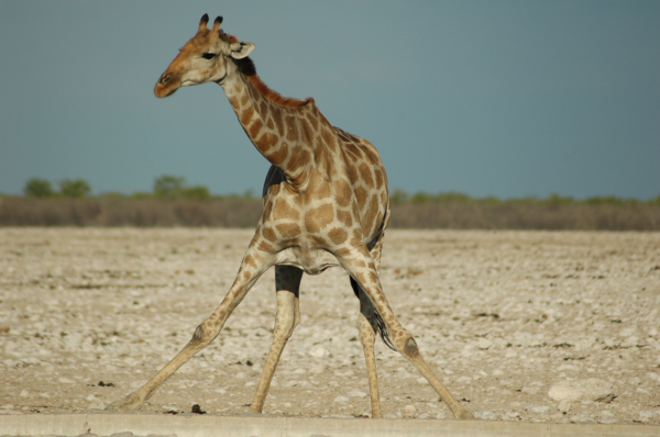 06 Etosha National Park-008
