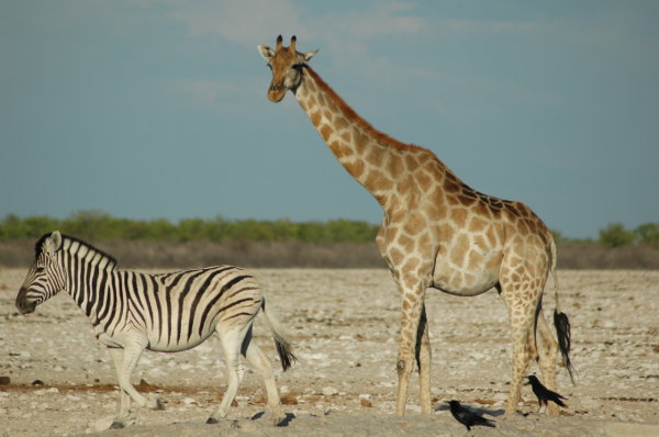 06 Etosha National Park-009