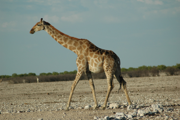 06 Etosha National Park-011