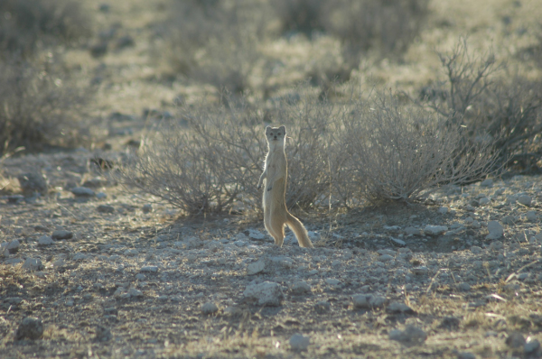 06 Etosha National Park-012