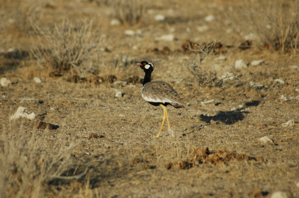 06 Etosha National Park-013