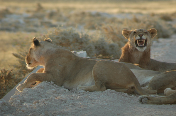 06 Etosha National Park-015