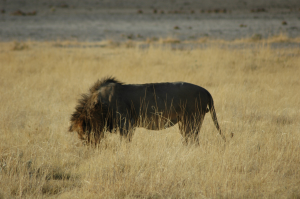 06 Etosha National Park-018