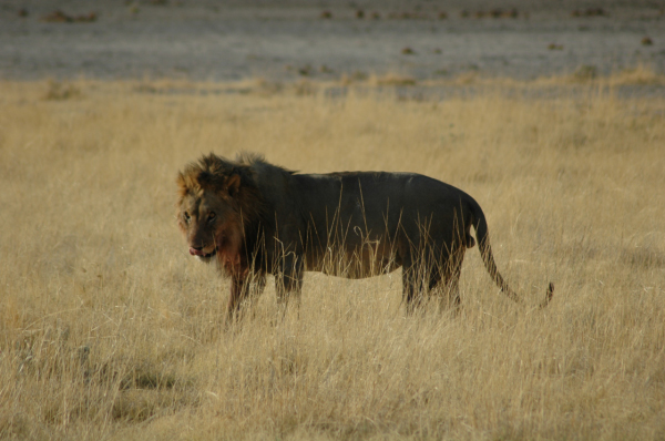 06 Etosha National Park-019
