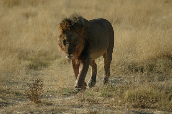 06 Etosha National Park-020