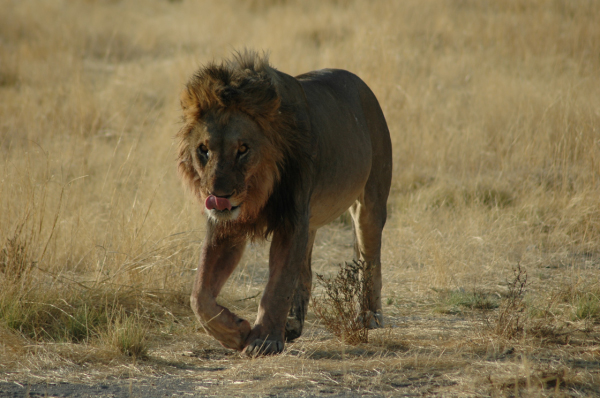 06 Etosha National Park-021