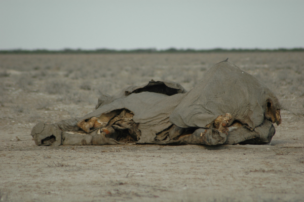 06 Etosha National Park-022