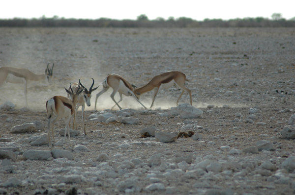 06 Etosha National Park-023