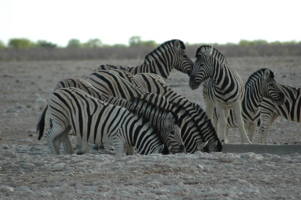 06 Etosha National Park-024