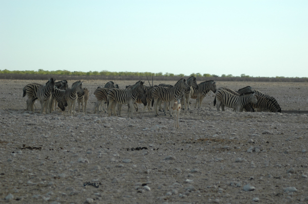 06 Etosha National Park-025