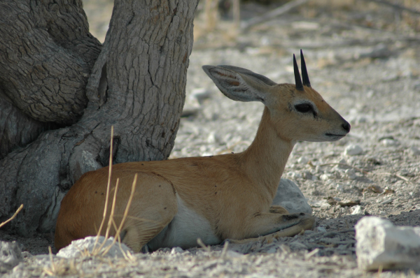 06 Etosha National Park-026