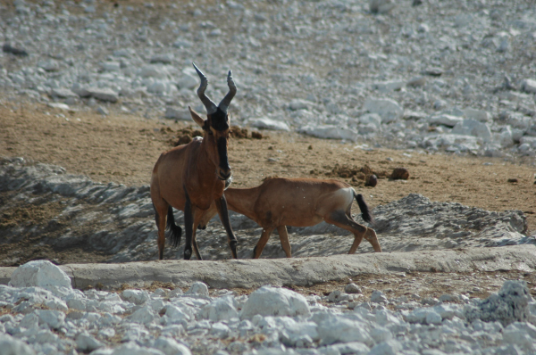 06 Etosha National Park-027