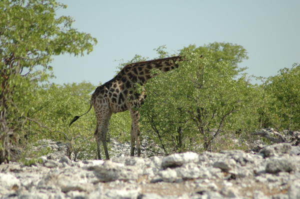 06 Etosha National Park-028