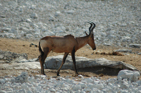 06 Etosha National Park-029