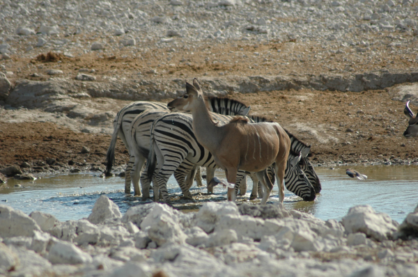 06 Etosha National Park-030