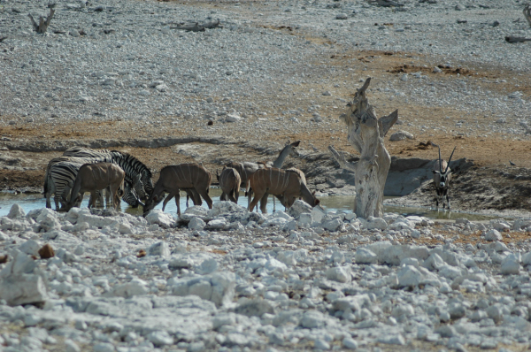 06 Etosha National Park-031