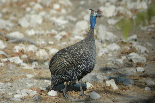 06 Etosha National Park-032