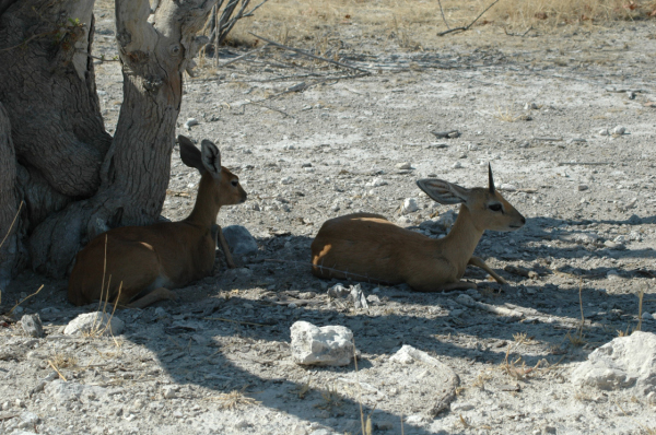 06 Etosha National Park-034