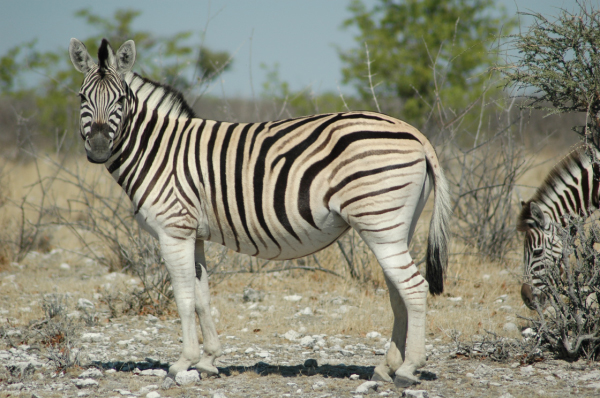 06 Etosha National Park-036