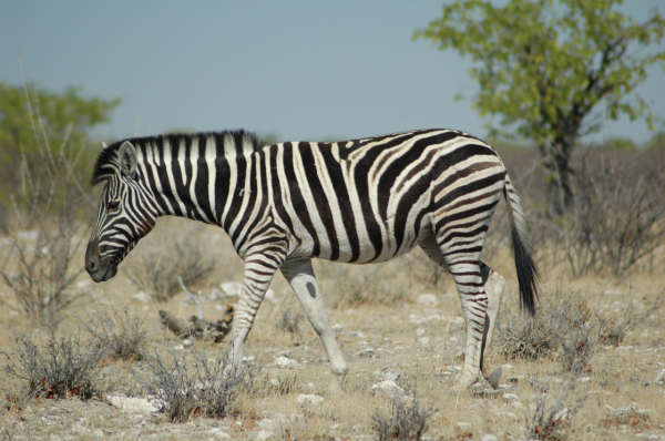 06 Etosha National Park-037