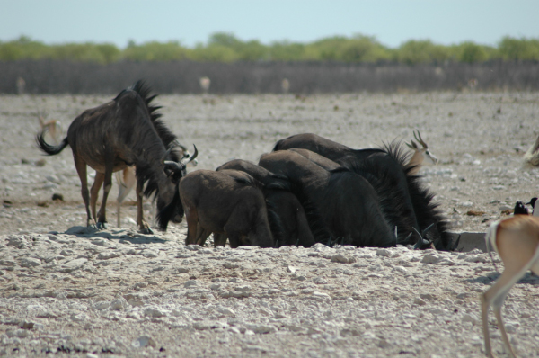 06 Etosha National Park-038