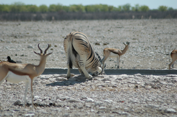 06 Etosha National Park-039