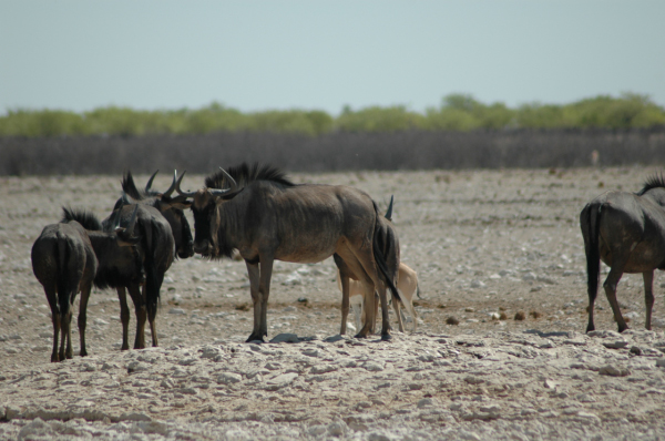 06 Etosha National Park-040
