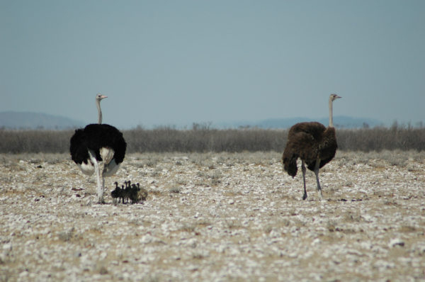 06 Etosha National Park-041