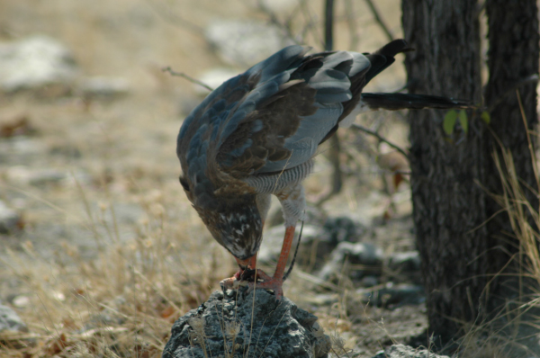 06 Etosha National Park-042