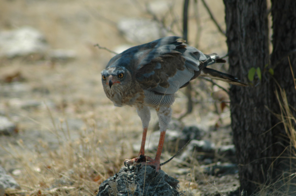 06 Etosha National Park-043