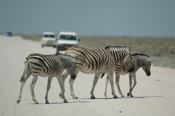 06 Etosha National Park-044