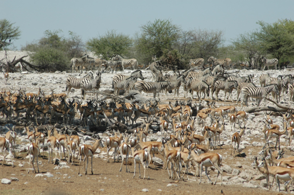 06 Etosha National Park-045